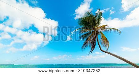 Palm Tree In Autre Bord Beach In Guadeloupe, French West Indies. Lesser Antilles, Caribbean Sea