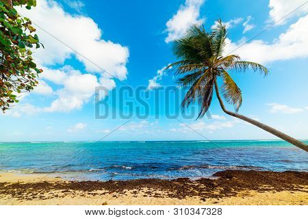 Autre Bord Beach In Guadeloupe, French West Indies. Lesser Antilles, Caribbean Sea