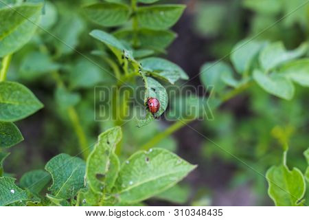 The Larva Of The Colorado Potato Beetle Sits On The Leaves Of A Potato And Eats It. Eaten Potato Lea