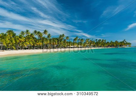 Coconut palm trees on the Caravelle beach in Sainte Anne, Guadeloupe, Caribbean
