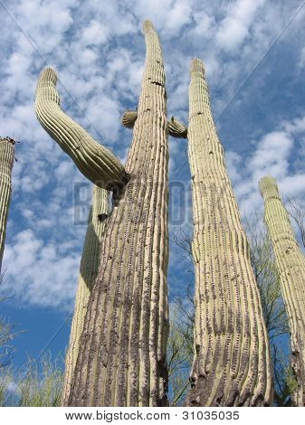 Saguaro gigantesca