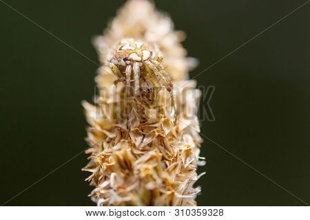 Young Female Of A Arabesque Orbweaver Spider Waiting.