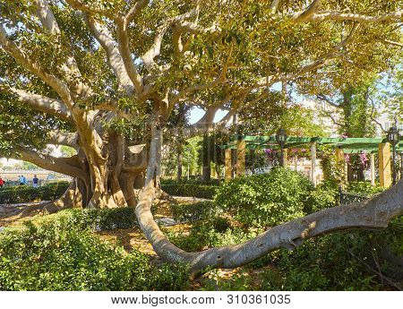 A Ombu Tree (phytolacca Dioica) In The Jardines De Alameda Apodaca Gardens. Cadiz, Andalusia, Spain.