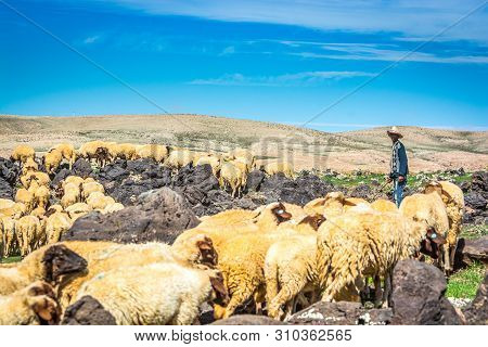 Midelt, Morocco - October 04, 2013. Sheep Shepherd Hunting Sheep In Mountains