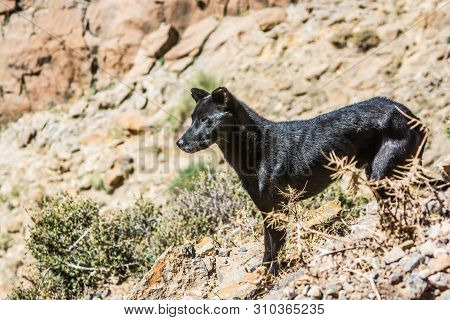 Sheep Shepherds Dog With Crop Ears, Midelt, Morocco