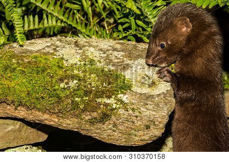 Young American Mink (neovison Vison) Close Up