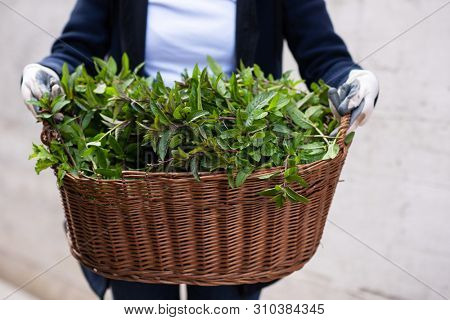 gardening woman holding wooden basket with healthy herbs ment peppermint tea fresh close up