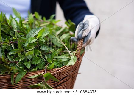 gardening woman holding wooden basket with healthy herbs ment peppermint tea fresh close up