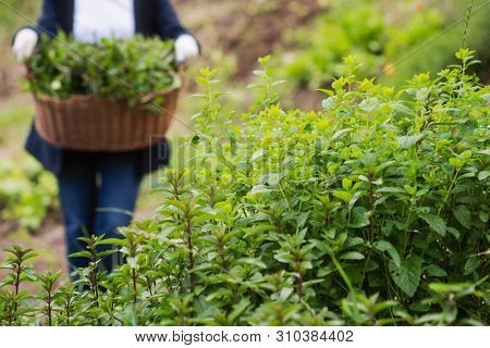 gardening woman holding wooden basket with healthy herbs ment peppermint tea fresh close up