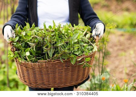 gardening woman holding wooden basket with healthy herbs ment peppermint tea fresh close up