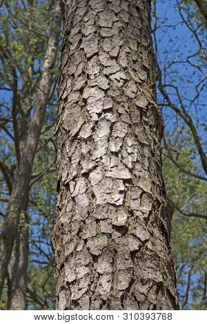 Close Up Of Loblolly Pine Tree Bark In The Blackwater National Wildlife Reserve In Maryland