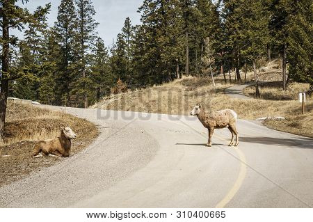 Bighorn Female Sheep Or Ewe Ovis Canadensis Big Mammal On The Road East Of British Columbia Canada.