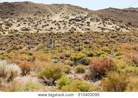 Beautiful Spring Colors Of Sagebrush In The Desert