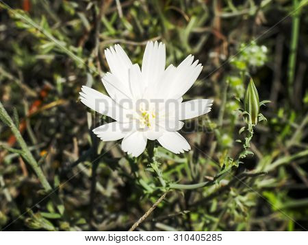 Close Up Of A White Chicory Flower Near Ajo, Az