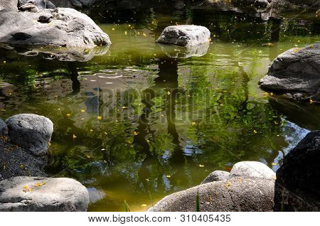 Tree Reflection On Pond.  Green Trees, Grey Rocks, Turtles And Duck In Background.  Ripples From Fis