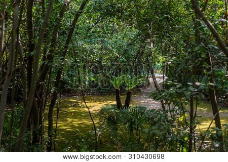 Trsteno Arboretum, Dubrovnik, Dalmatia, Croatia
