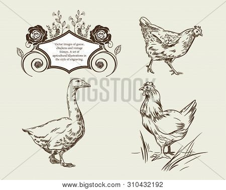 Vector Images Of Goose, Chickens And Vintage Frames.
