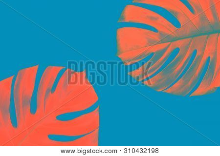 Two Tropical Jungle Monstera Leaves Isolated On Blue Background. Flat Lay Style.