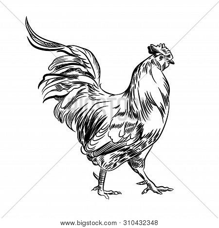 Vector Image Of A Rooster. Agricultural Illustration. Domestic Bird.