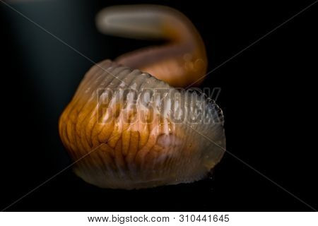 Close-up Photo Of Linguatula Serrata Or Tongue Worm