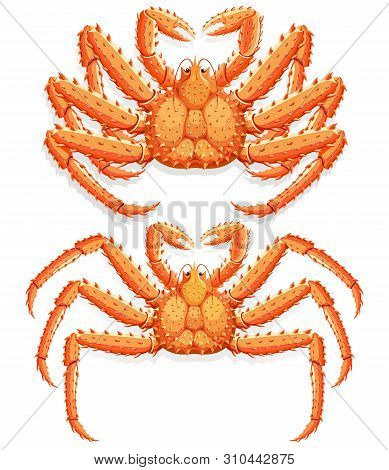 Two Alaskan King Crab Set. Vector Illustration.