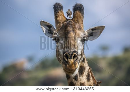 Giraffe Portrait Isolated In Natural Background In Kruger National Park, South Africa ; Specie Giraf