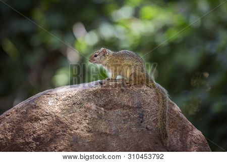 Smith Bush Squirrel Standing On A Rock With Natural Background In Kruger National Park, South Africa