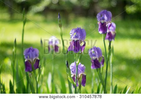 Violet Flower Iris In The Garden. Flower In The Garden. Spring Flower Iris Shot In Clear Sun On Gree