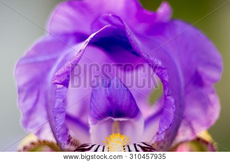 Iris Flower Macro. Shallow Dof. Defocused Background