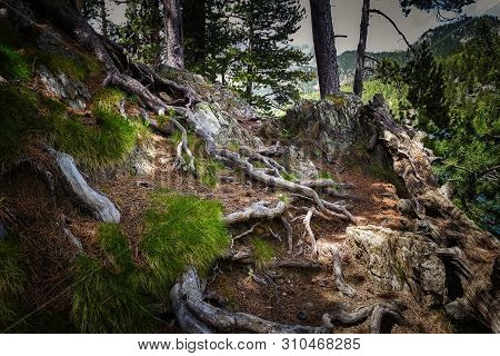 Mountain Pine Tree In A Spanish Pyrenees