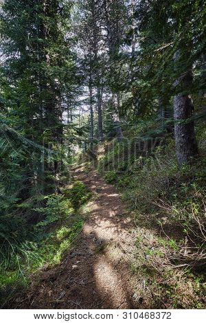 Small Road In Mountain Pine Forest In A Spanish Pyrenees