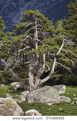 Mountain Pine Tree In A Spanish Pyrenees