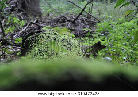 Macro Photoraphy Moss On Tree Trunk. Green Living.