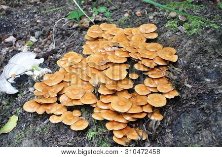 Beautiful Mushrooms In The Forest. Macro Photography.