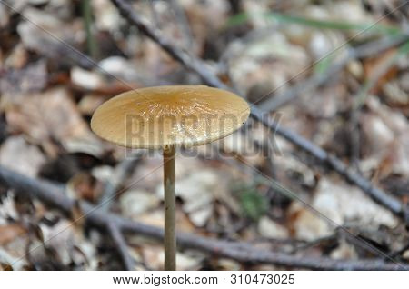 Beautiful Mushrooms In The Forest. Macro Photography.