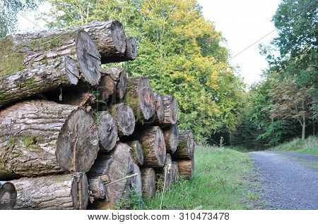 Tree Trunks Macro Photography. Save The Forest.