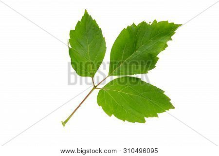 Box Elder Acer Negundo  Tree Leaf Isolated On White Background