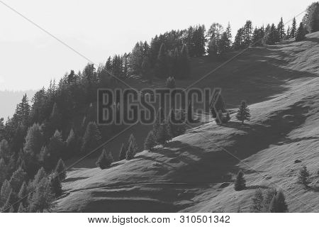 Forest In Obermutten, Canton Of Grisons, Switzerland.