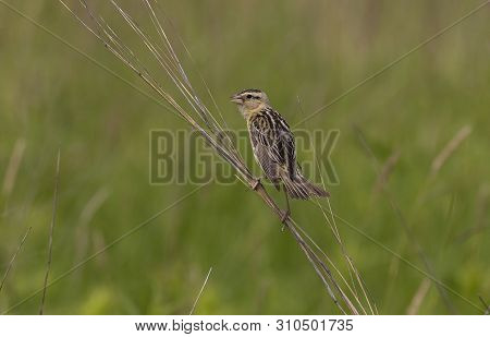 Female  Bobolink (dolichonyx Oryzivorus) Sitting On A Branch Of A Bush In A Meadow Near The Nest.nat