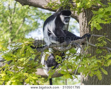Young Mantled Guereza Monkey Also Named Colobus Guereza Sitting On Tree Branch, Natural Sunlight, Co