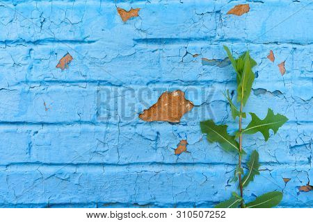 Dilapidated Cracked Brick Wall, Painted With Blue Paint, On Which A Green Plant Has Grown (fragment)