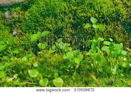 Little Green Wildflower Sprouts Growing On Haircap Moss With Shining Rain Droplets On A Summer Day.