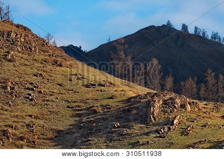 Russia. Mountain Altai. The Surrounding Mountains Regional Center Onguday Along Tchuisky Highway.