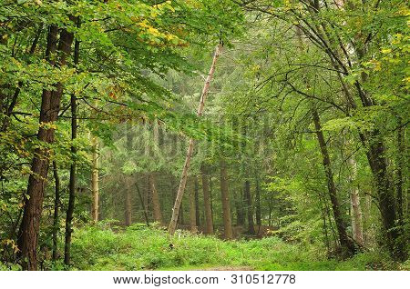 Bare Tree Standing Lop-sided On A Forest Glade On Misty Autumn Morning