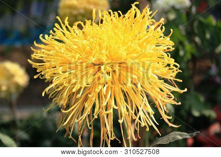 Bright Yellow Chrychrysanthemum Flower At A Flower Show