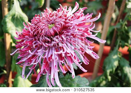 Red Chrysanthemum Flower At A Flower Show