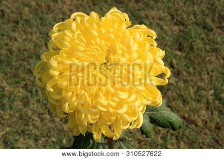 Chrysanthemum Flower At A Flower Show In Season