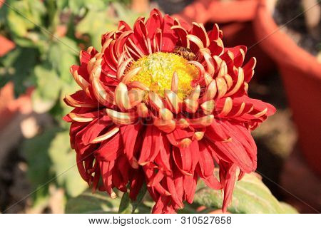 Chrysanthemum Flower At A Flower Show In Garden