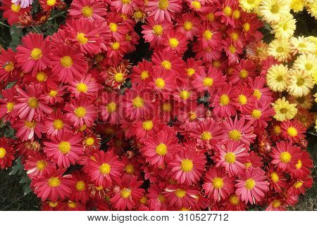 Chrysanthemum Flower At A Flower Show In Winters