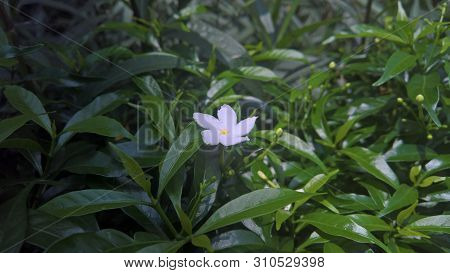 White Gerdenia Crape Jasmine Flower Close Up